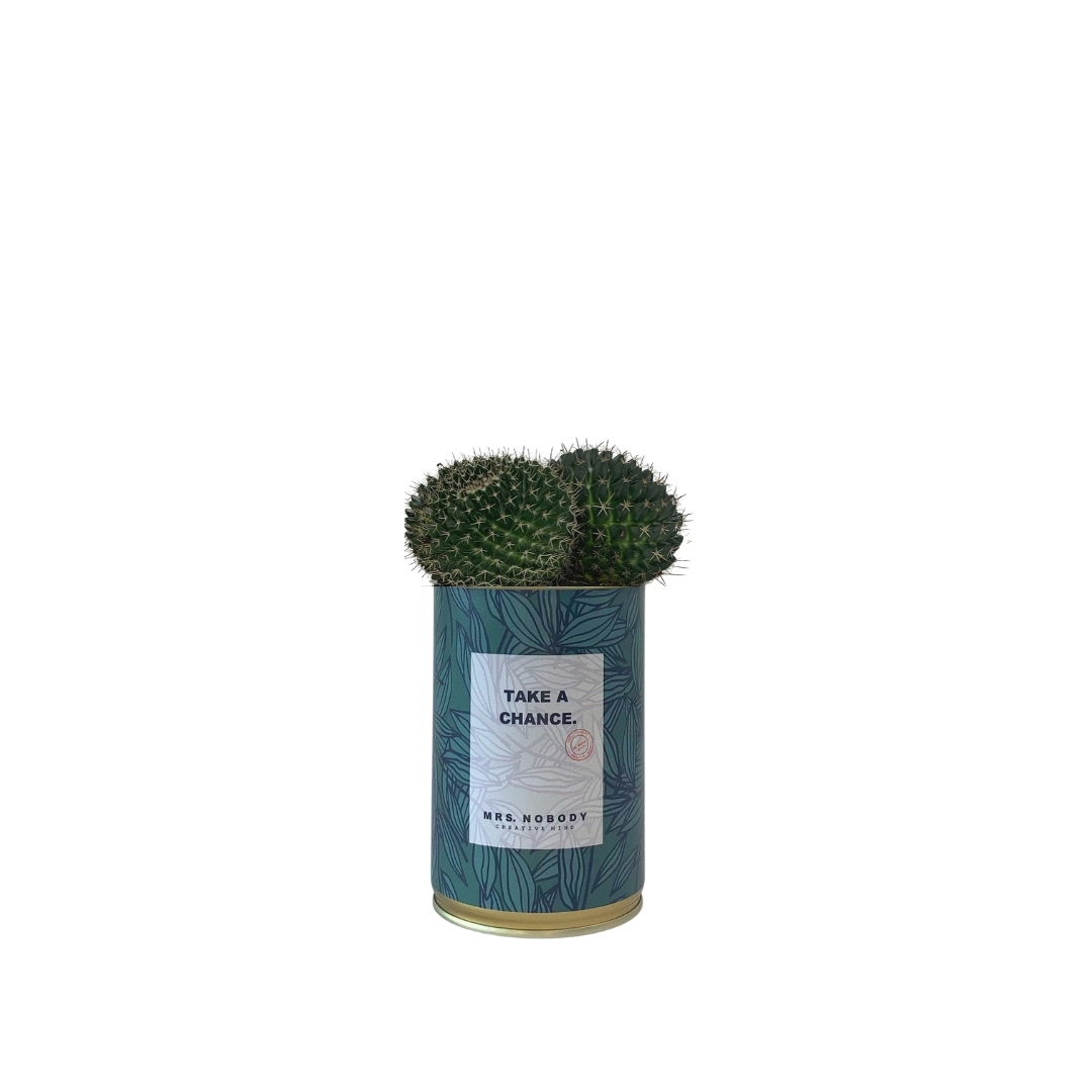 Cactus ou Succulente - Take A Chance - Cactus Boule