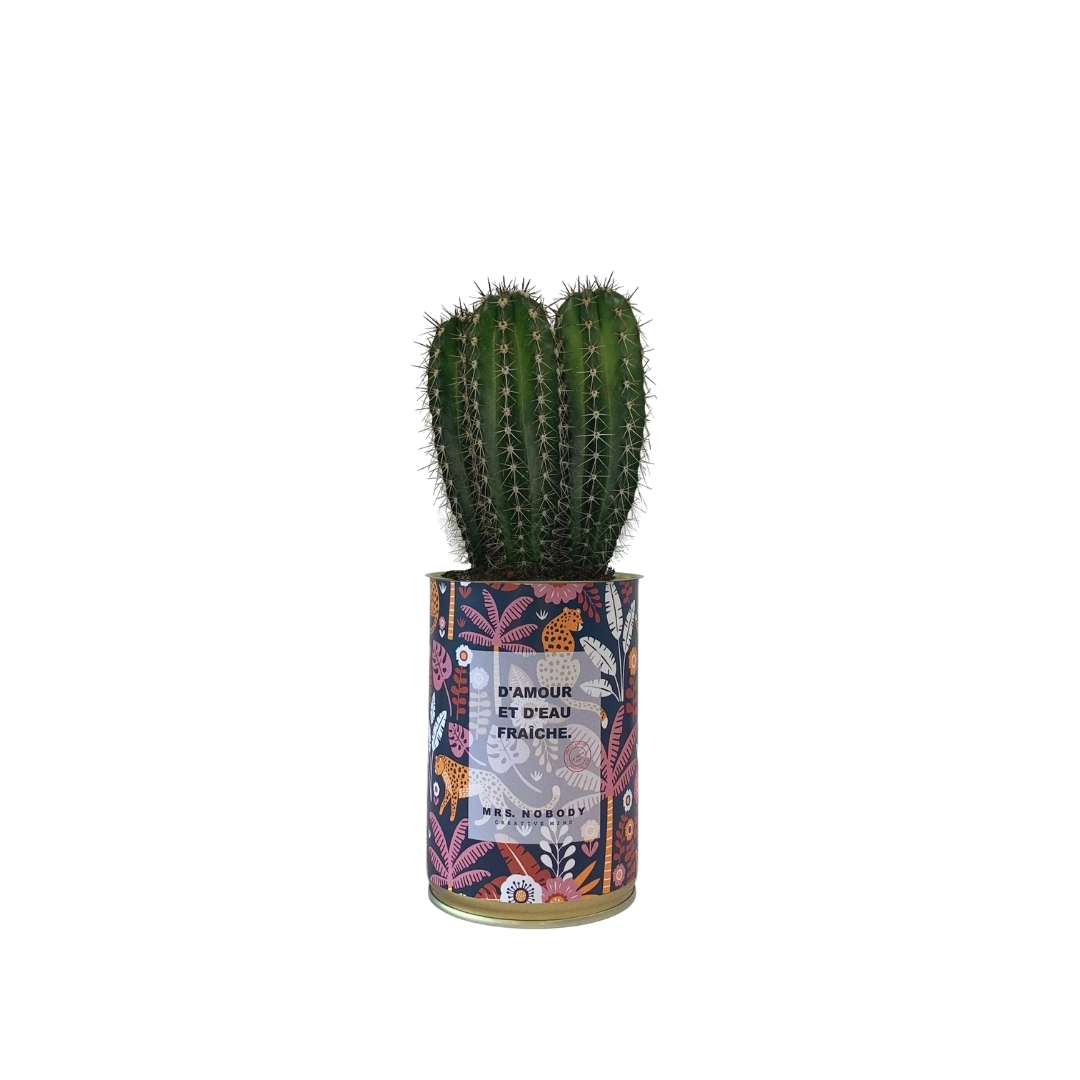 Cactus ou Succulente - D'amour et D'eau Fraîche - Cactus Colonne