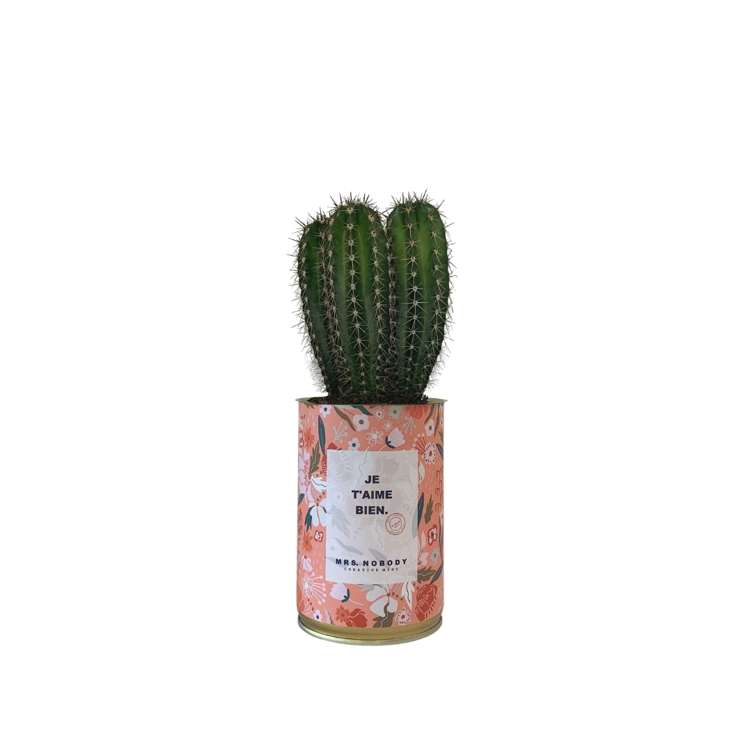 Cactus ou Succulente - Je T'aime Bien - Cactus Colonne Cactus ou Succulente - Je T'aime Bien - Cactus Colonne