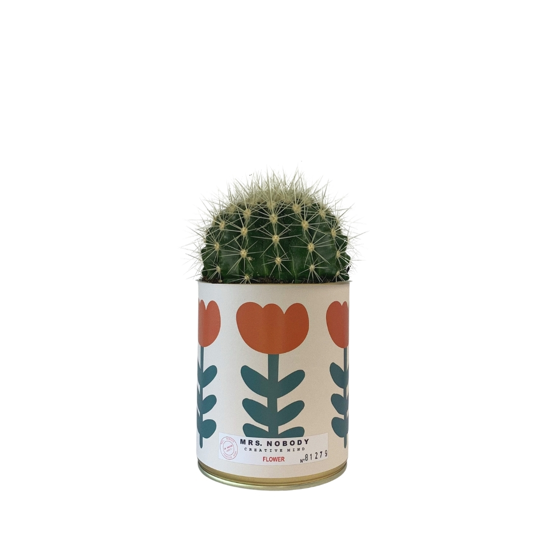 Cactus ou Succulente - Flower - Cactus Boule