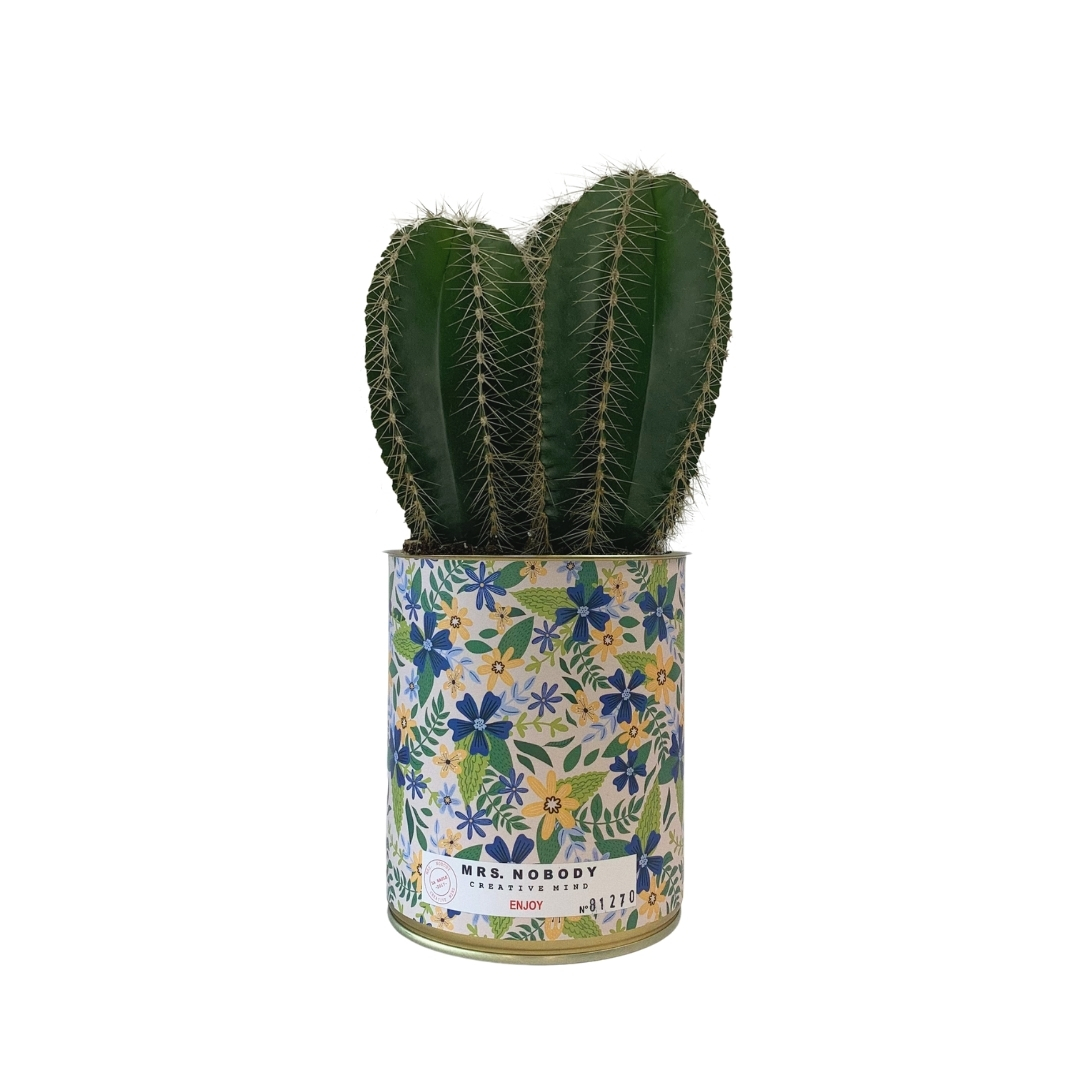 Cactus ou Succulente - Enjoy - Cactus Colonne