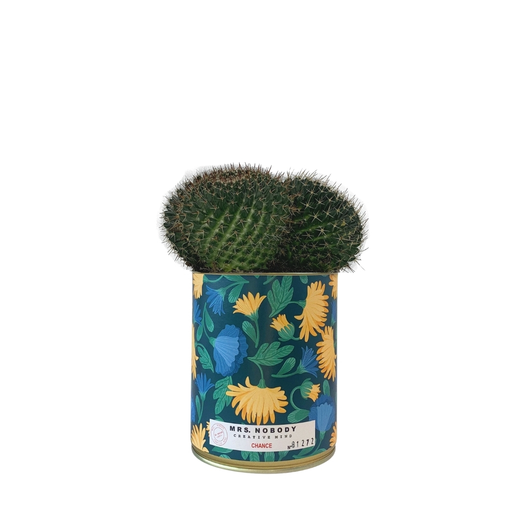 Cactus ou Succulente - Chance - Cactus Boule