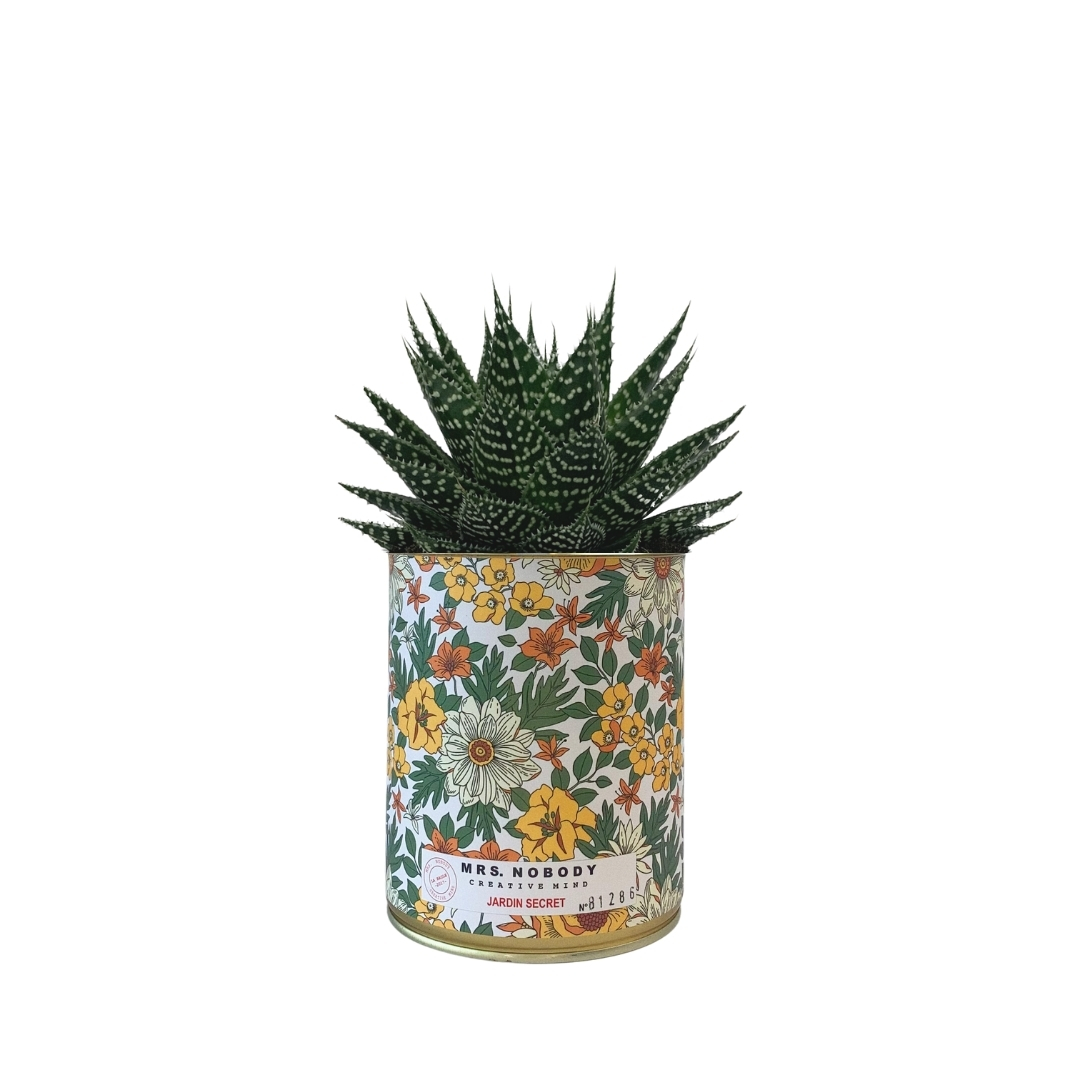 Cactus ou Succulente - Jardin Secret - Aloe Cactus ou Succulente - Jardin Secret - Aloe