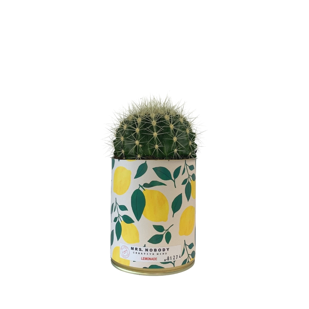 Cactus ou Succulente - Lemonade - Cactus Boule Cactus ou Succulente - Lemonade - Cactus Boule