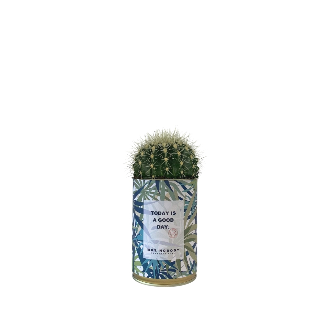 Cactus ou Succulente - Today Is A Good Day - Cactus Boule