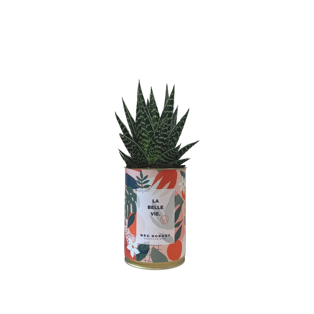 Cactus ou Succulente - La Belle Vie - Aloe Cactus ou Succulente - La Belle Vie - Aloe