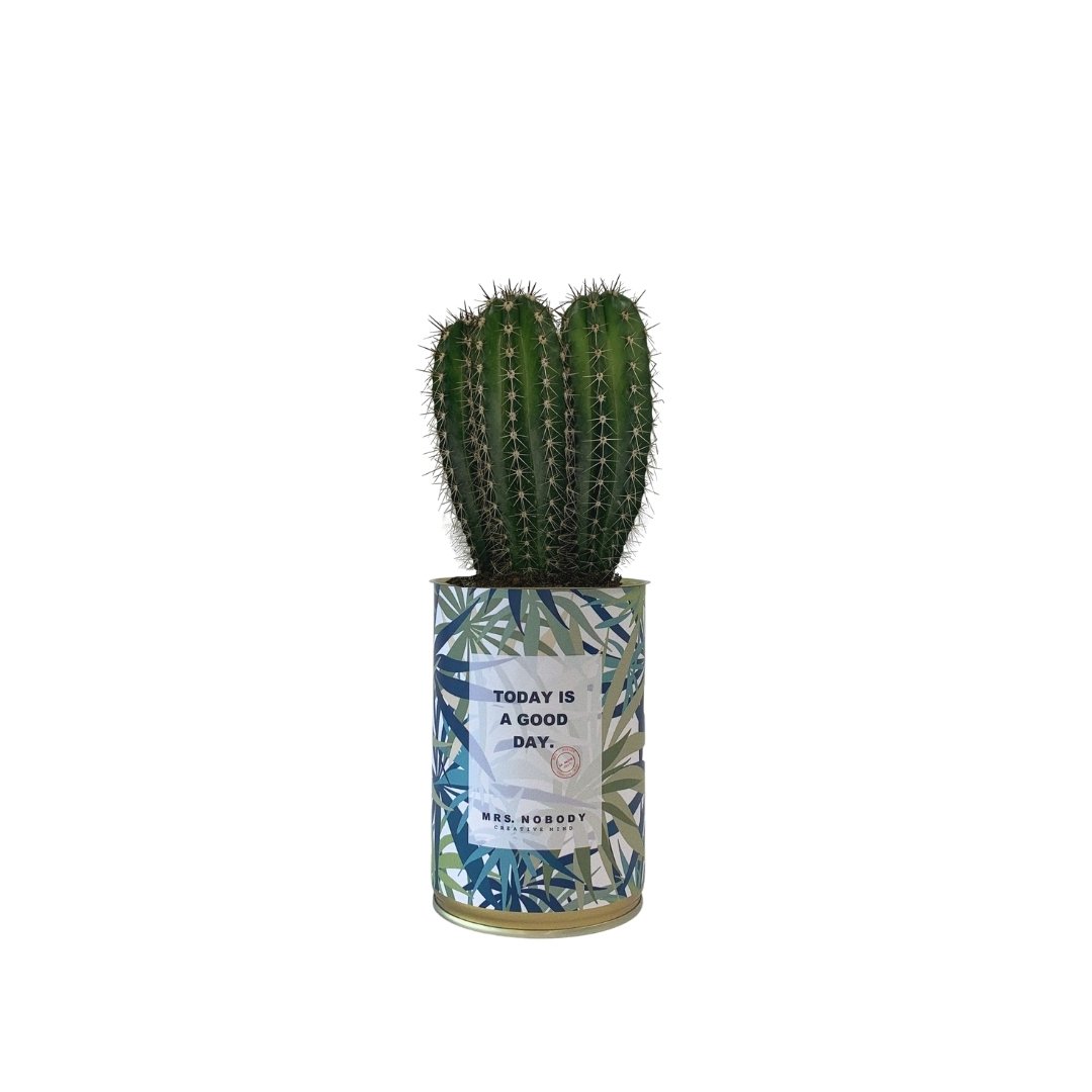 Cactus ou Succulente - Today Is A Good Day - Cactus Colonne
