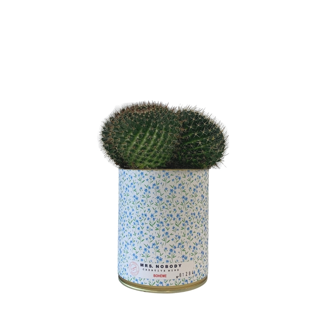 Cactus ou Succulente - Bohème - Cactus Boule