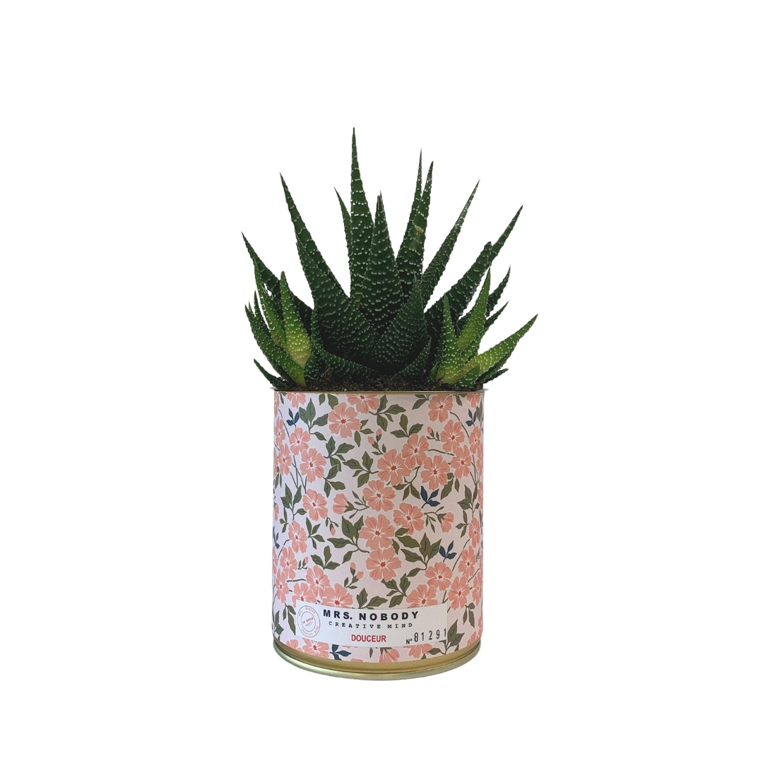 Cactus ou Succulente - Douceur - Haworthia