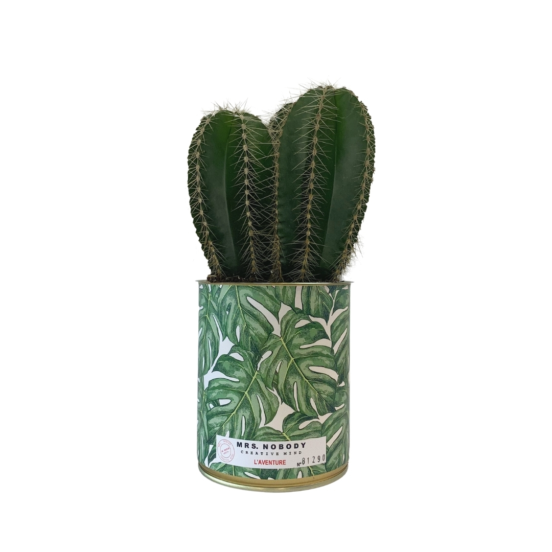 Cactus ou Succulente - L'Aventure - Cactus Colonne Cactus ou Succulente - L'Aventure - Cactus Colonne