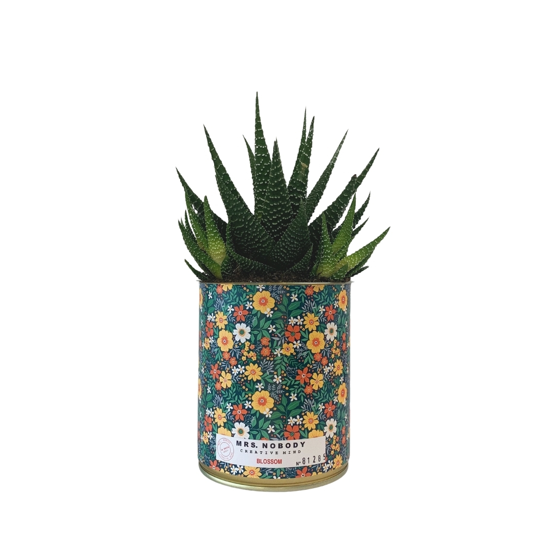 Cactus ou Succulente - Blossom - Haworthia