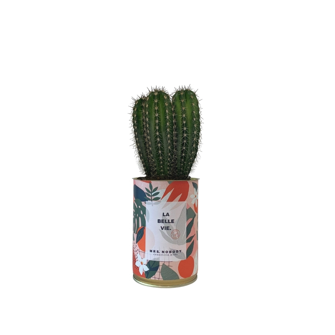 Cactus ou Succulente - La Belle Vie - Cactus Colonne Cactus ou Succulente - La Belle Vie - Cactus Colonne