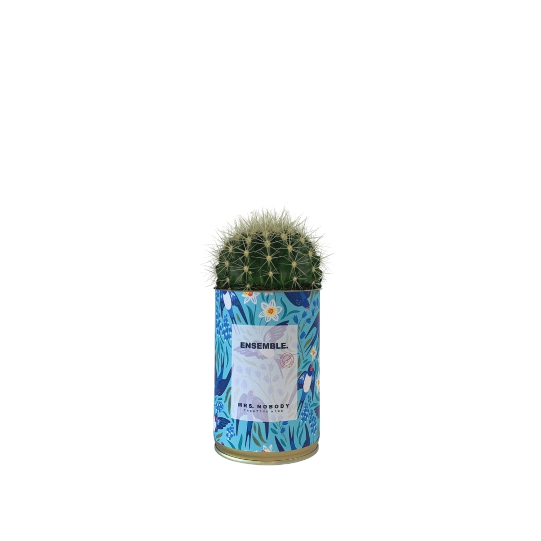 Cactus ou Succulente - Ensemble - Cactus Boule Cactus ou Succulente - Ensemble - Cactus Boule