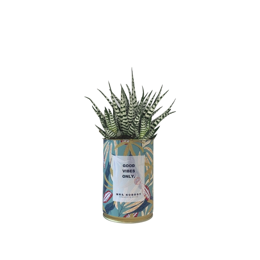 Cactus ou Succulente - Good Vibes Only - Haworthia Cactus ou Succulente - Good Vibes Only - Haworthia