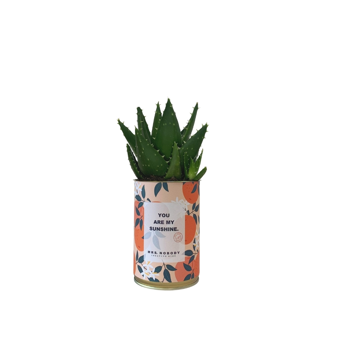 Cactus ou Succulente - You Are My Sunshine - Aloe