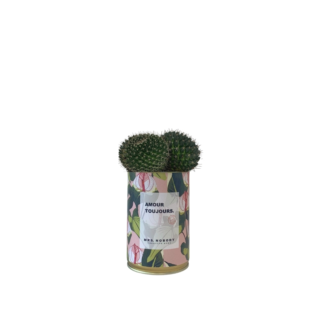 Cactus ou Succulente - Amour Toujours - Cactus Boule