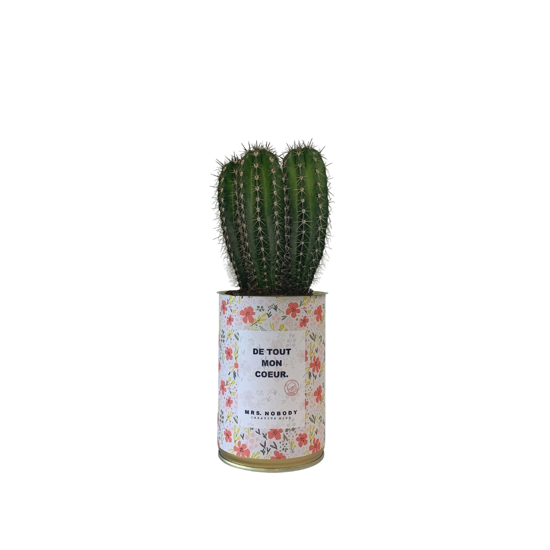 Cactus ou Succulente - De Tout Mon Cœur - Cactus Colonne