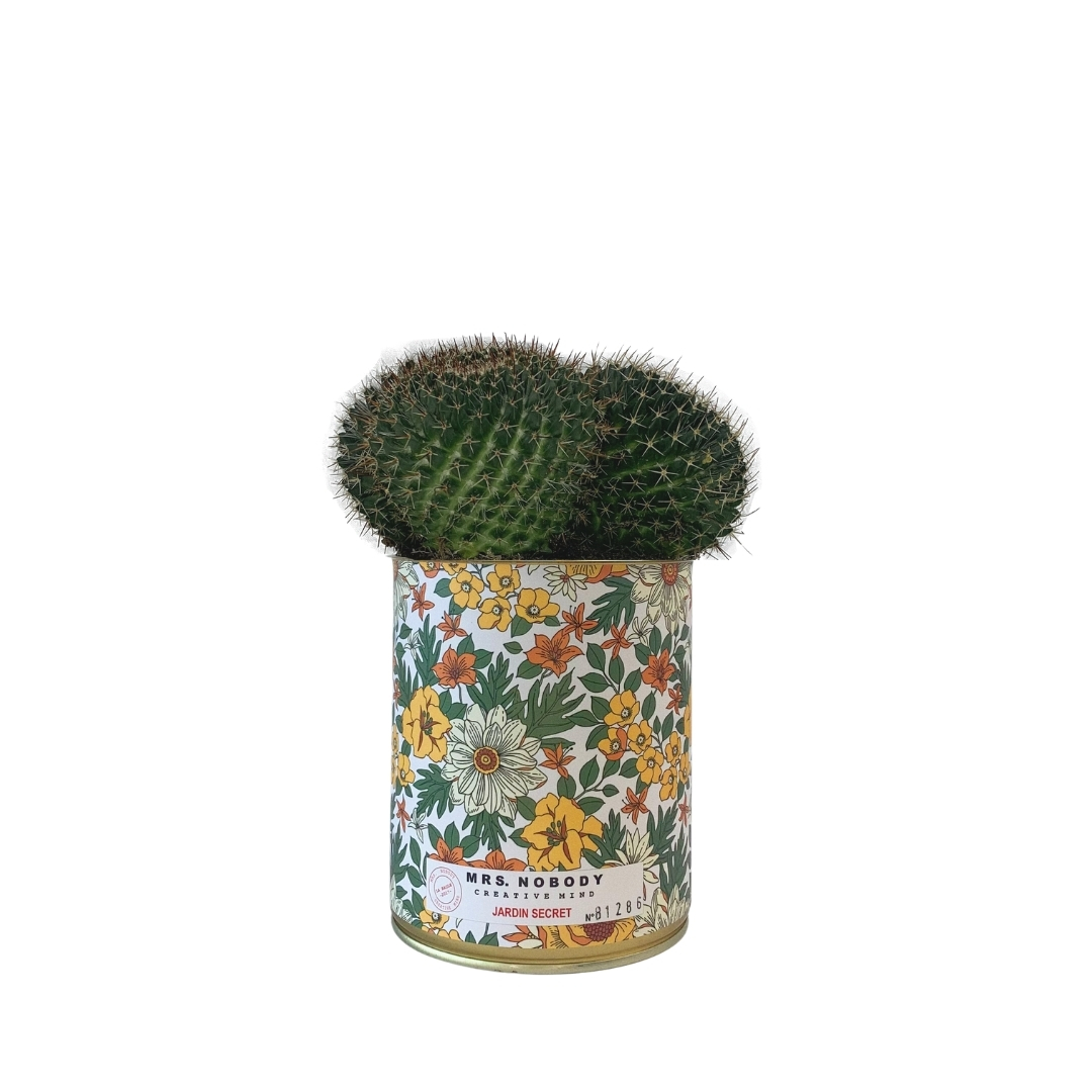 Cactus ou Succulente - Jardin Secret - Cactus Boule Cactus ou Succulente - Jardin Secret - Cactus Boule