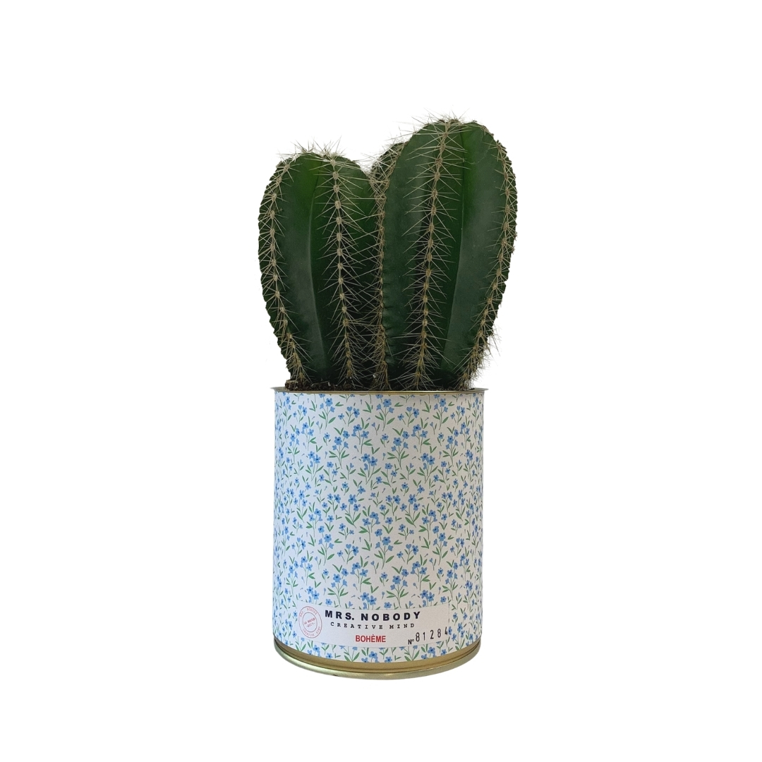 Cactus ou Succulente - Bohème - Cactus Colonne
