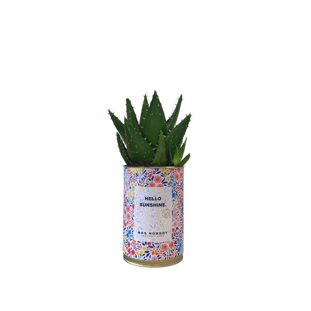 Cactus ou Succulente - Hello Sunshine - Aloe Cactus ou Succulente - Hello Sunshine - Aloe