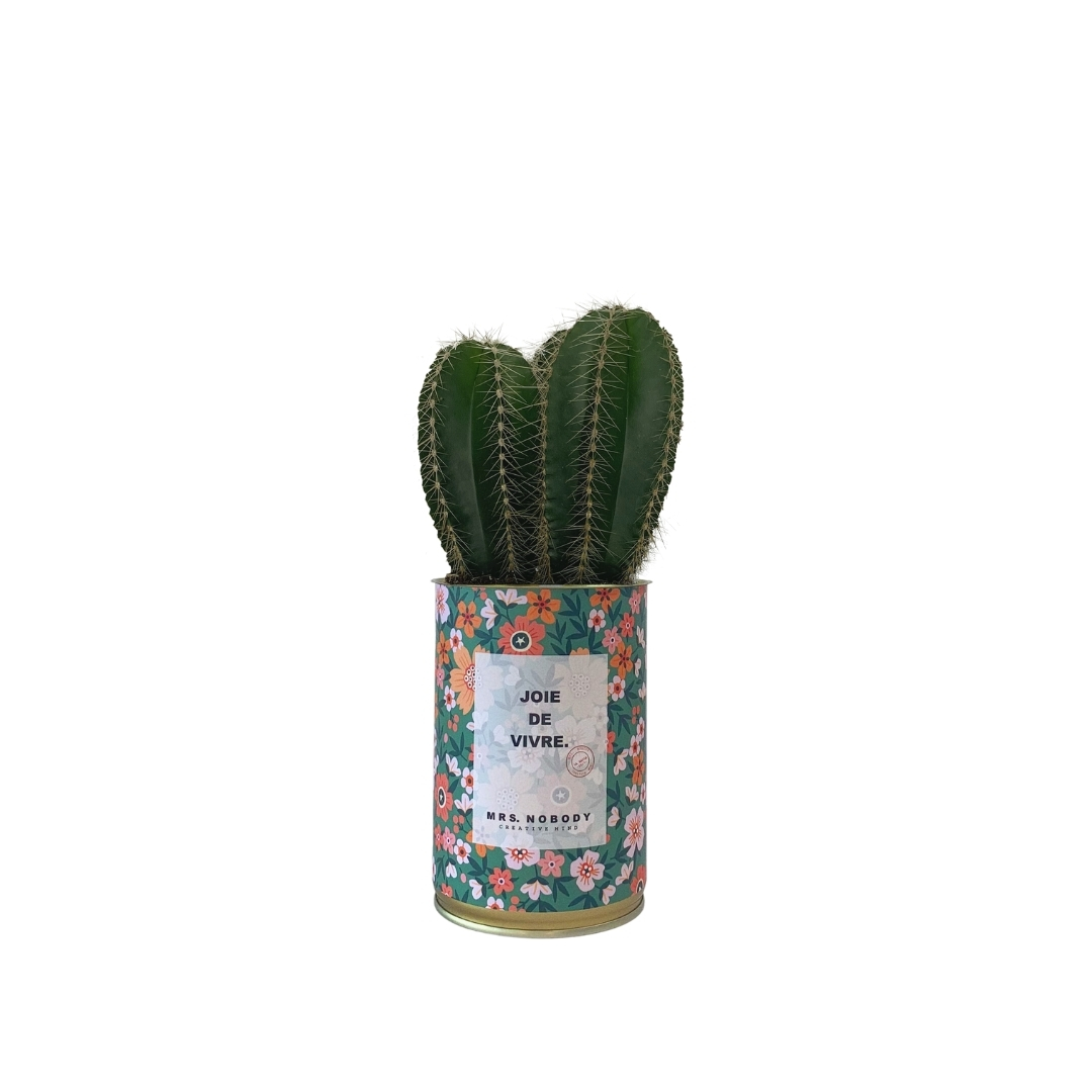 Cactus ou Succulente - Joie De Vivre - Cactus Colonne Cactus ou Succulente - Joie De Vivre - Cactus Colonne