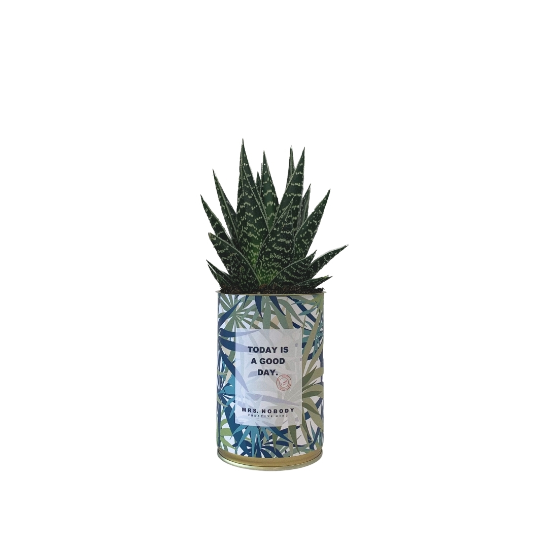 Cactus ou Succulente - Today Is A Good Day - Aloe