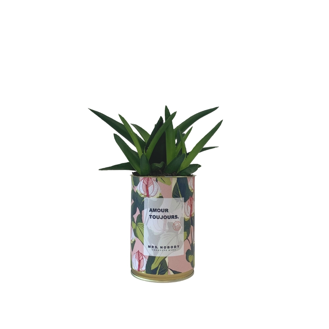 Cactus ou Succulente - Amour Toujours - Haworthia Cactus ou Succulente - Amour Toujours - Haworthia