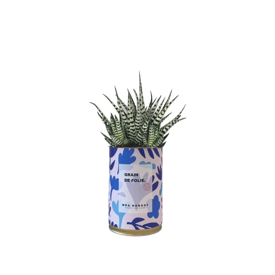 Cactus ou Succulente - Grain de Folie - Haworthia Cactus ou Succulente - Grain de Folie - Haworthia