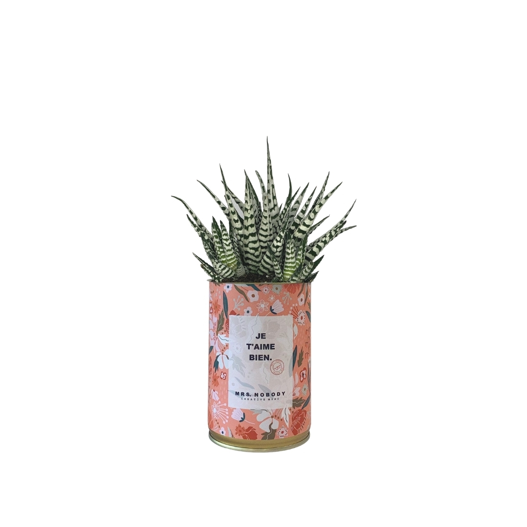 Cactus ou Succulente - Je T'aime Bien - Haworthia