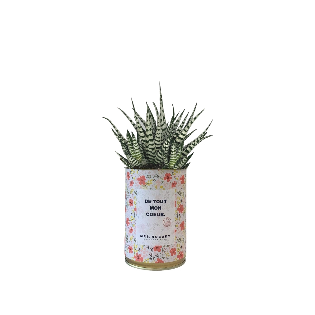 Cactus ou Succulente - De Tout Mon Cœur - Haworthia