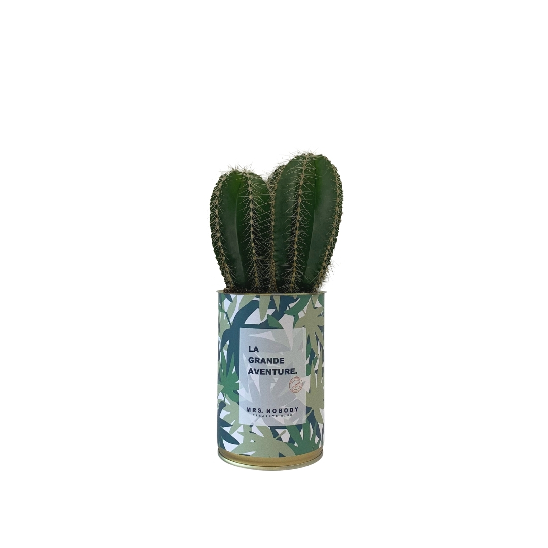 Cactus ou Succulente - La Grande Aventure - Cactus Colonne Cactus ou Succulente - La Grande Aventure - Cactus Colonne