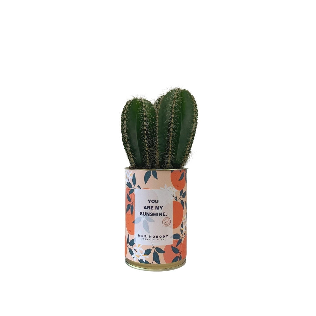 Cactus ou Succulente - You Are My Sunshine - Cactus Colonne