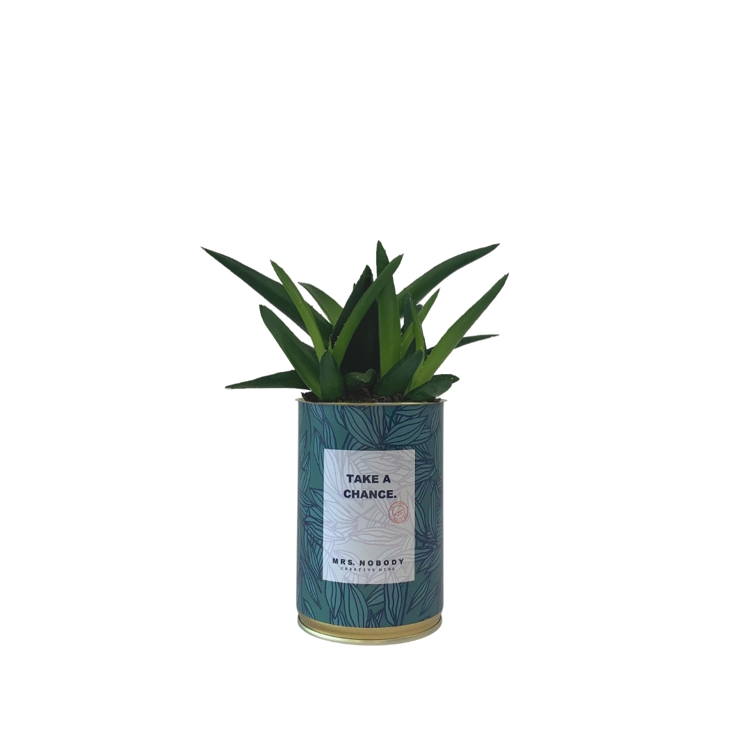 Cactus ou Succulente - Take A Chance - Haworthia
