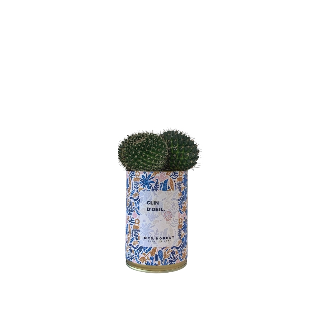 Cactus ou Succulente - Clin D'Œil - Cactus Boule
