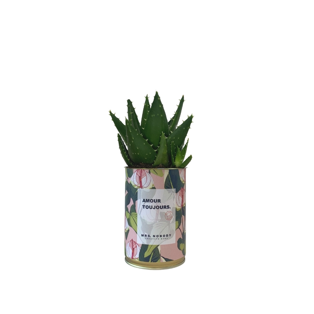 Cactus ou Succulente - Amour Toujours - Aloe