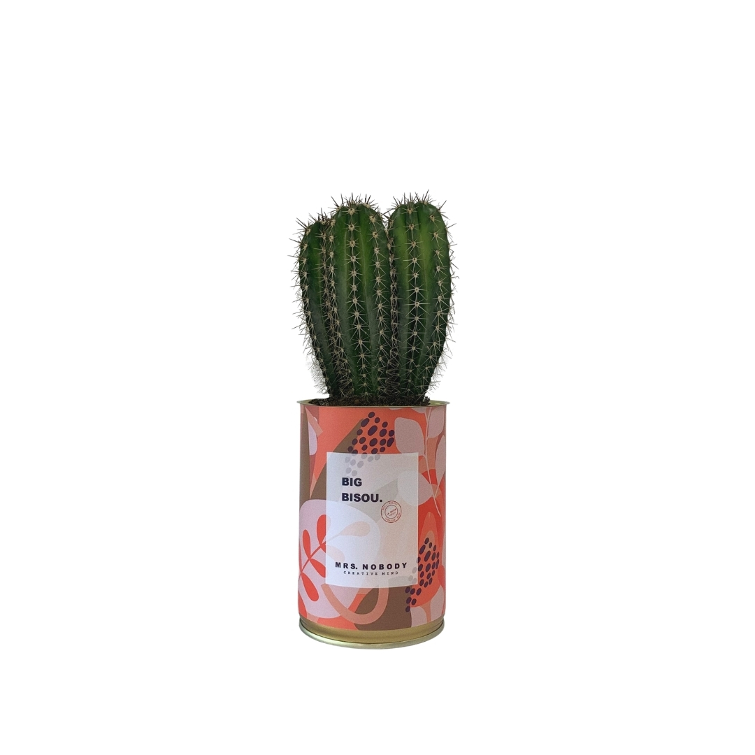 Cactus ou Succulente - Big Bisou - Cactus Colonne