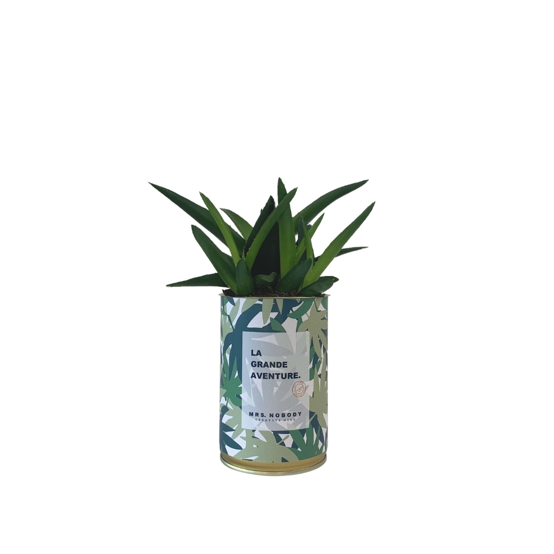 Cactus ou Succulente - La Grande Aventure - Haworthia Cactus ou Succulente - La Grande Aventure - Haworthia