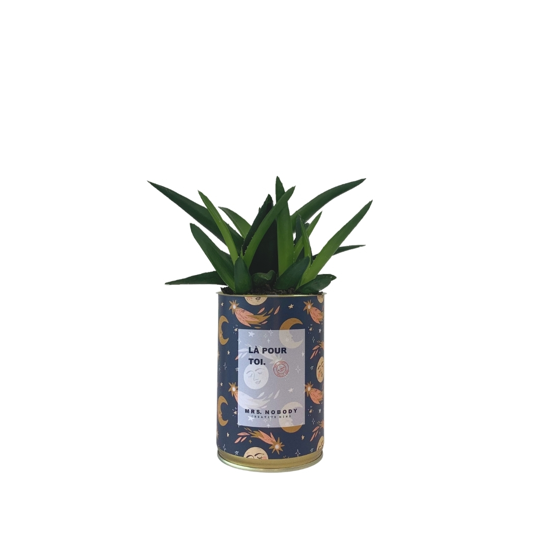 Cactus ou Succulente - Là Pour Toi - Haworthia Cactus ou Succulente - Là Pour Toi - Haworthia