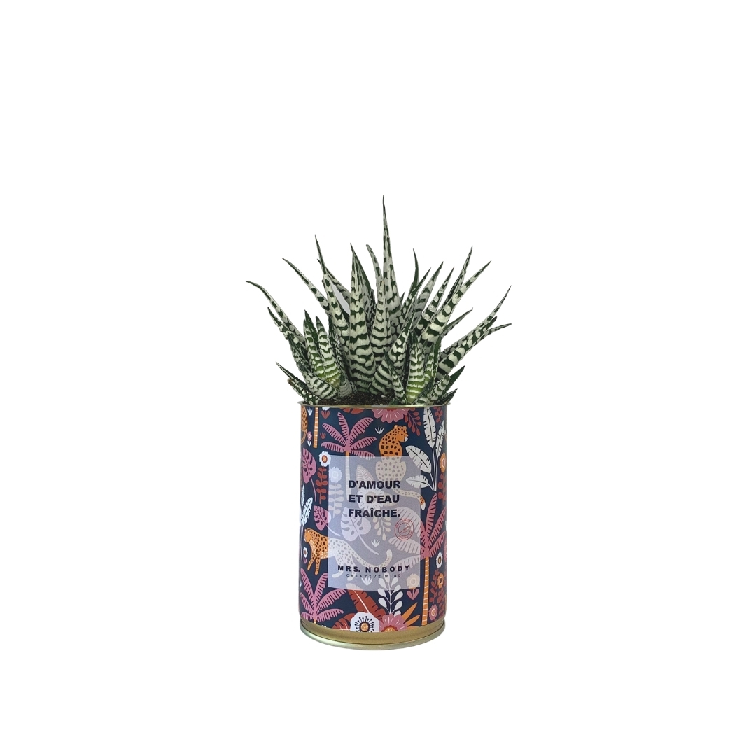 Cactus ou Succulente - D'amour et D'eau Fraîche - Haworthia