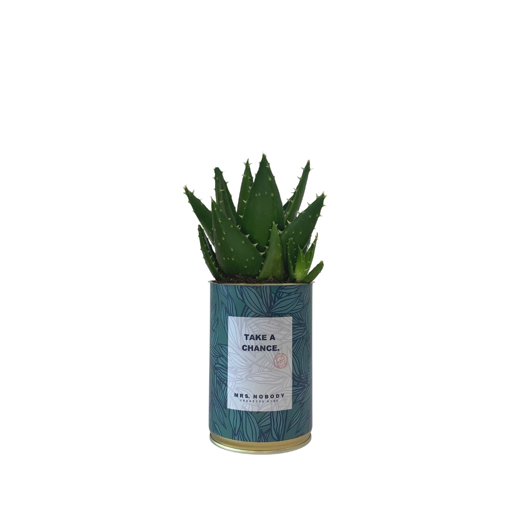 Cactus ou Succulente - Take A Chance - Aloe