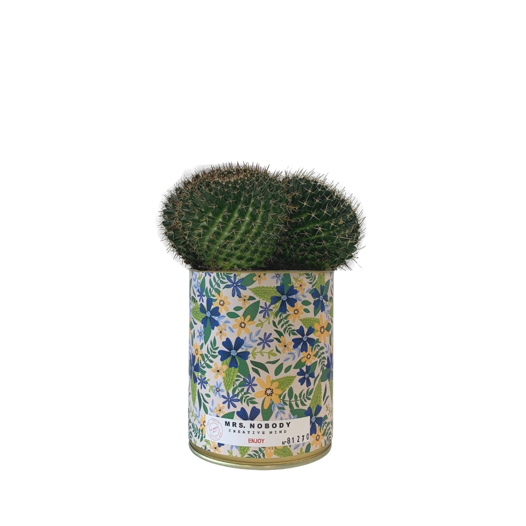 Cactus ou Succulente - Enjoy - Cactus Boule Cactus ou Succulente - Enjoy - Cactus Boule