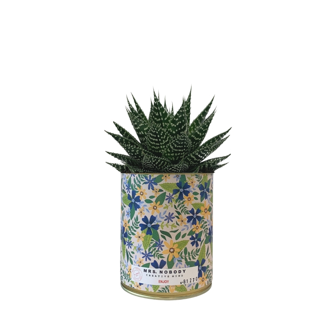 Cactus ou Succulente  - Enjoy - Aloe
