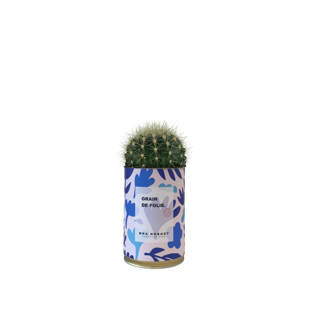 Cactus ou Succulente - Grain de Folie - Cactus Boule Cactus ou Succulente - Grain de Folie - Cactus Boule