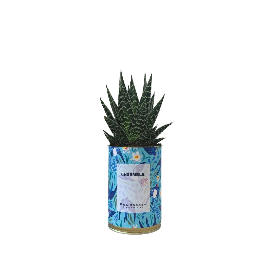 Cactus ou Succulente - Ensemble - Aloe Cactus ou Succulente - Ensemble - Aloe
