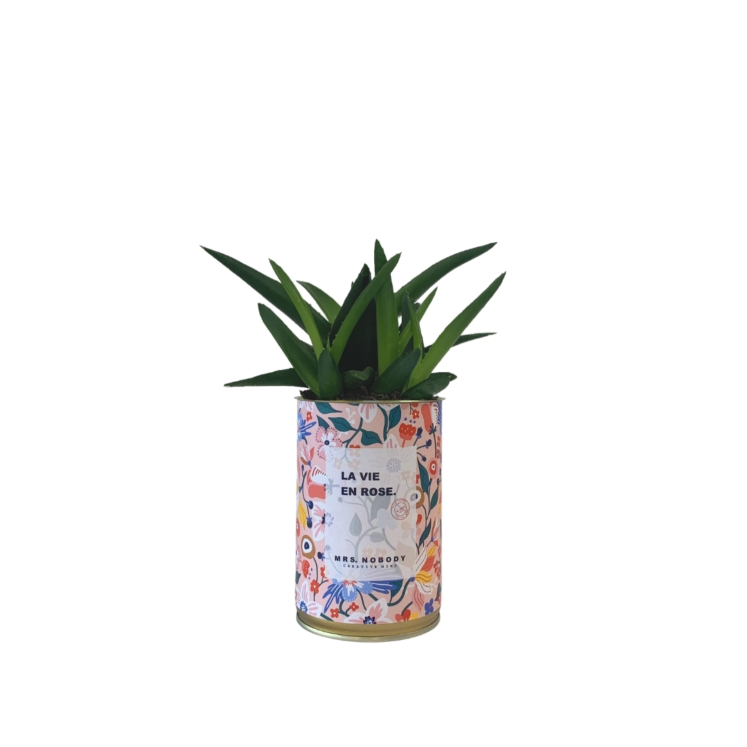 Cactus ou Succulente - La Vie En Rose - Haworthia Cactus ou Succulente - La Vie En Rose - Haworthia