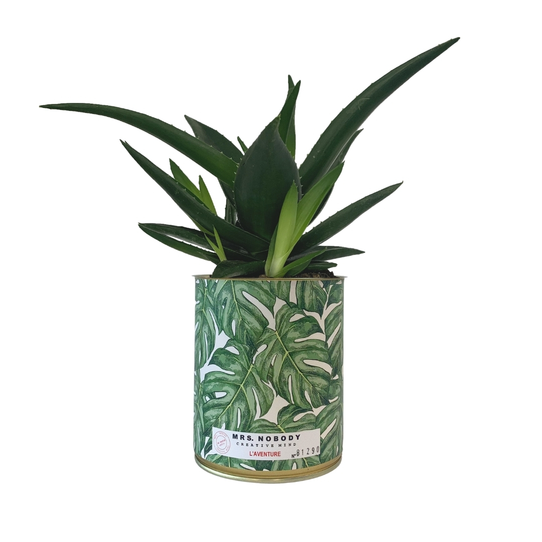 Cactus ou Succulente - L'Aventure - Haworthia Cactus ou Succulente - L'Aventure - Haworthia