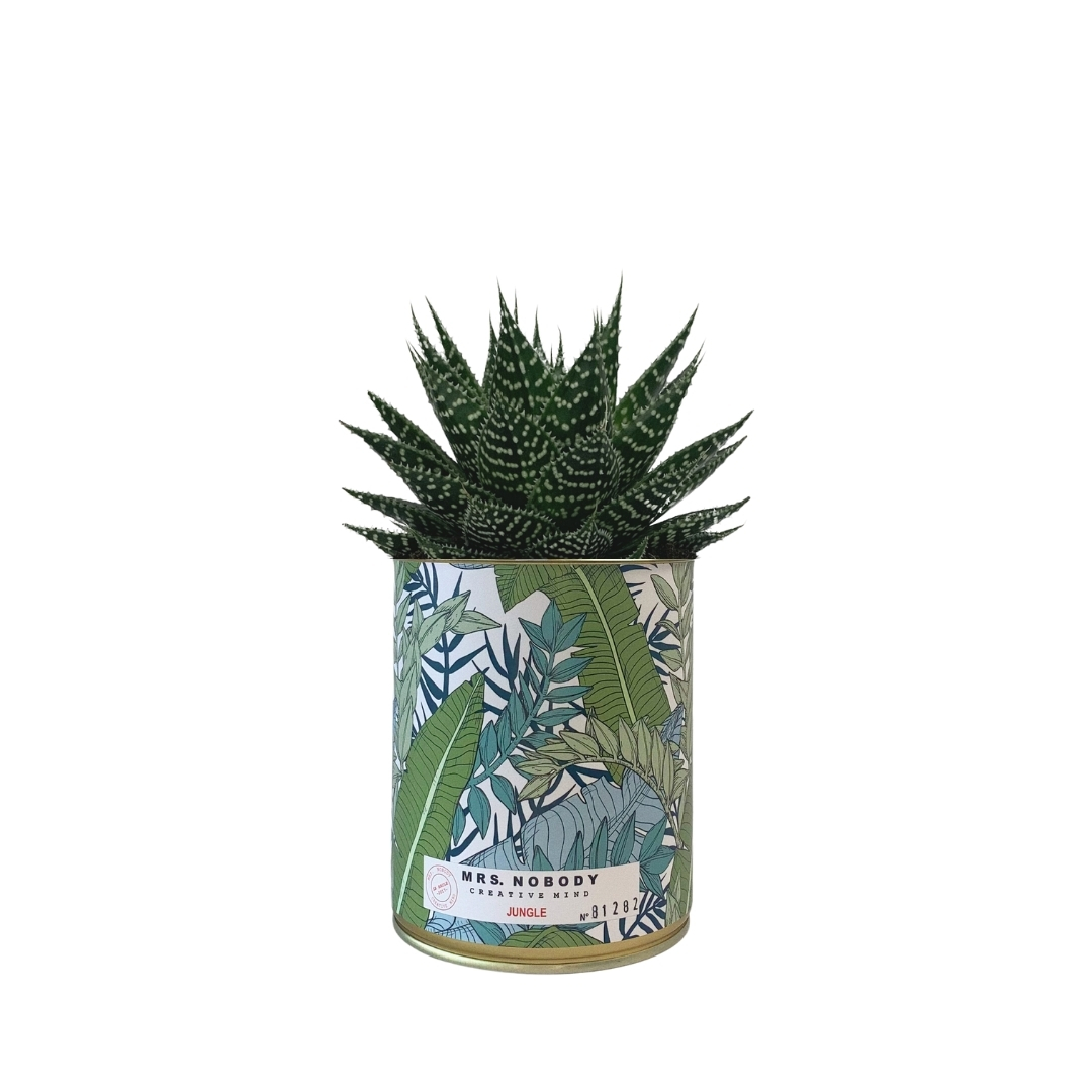 Cactus ou Succulente - Jungle - Aloe