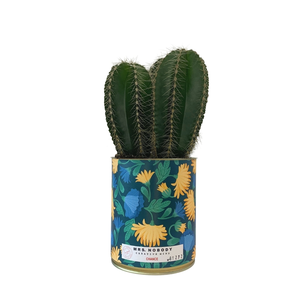 Cactus ou Succulente - Chance - Cactus Colonne