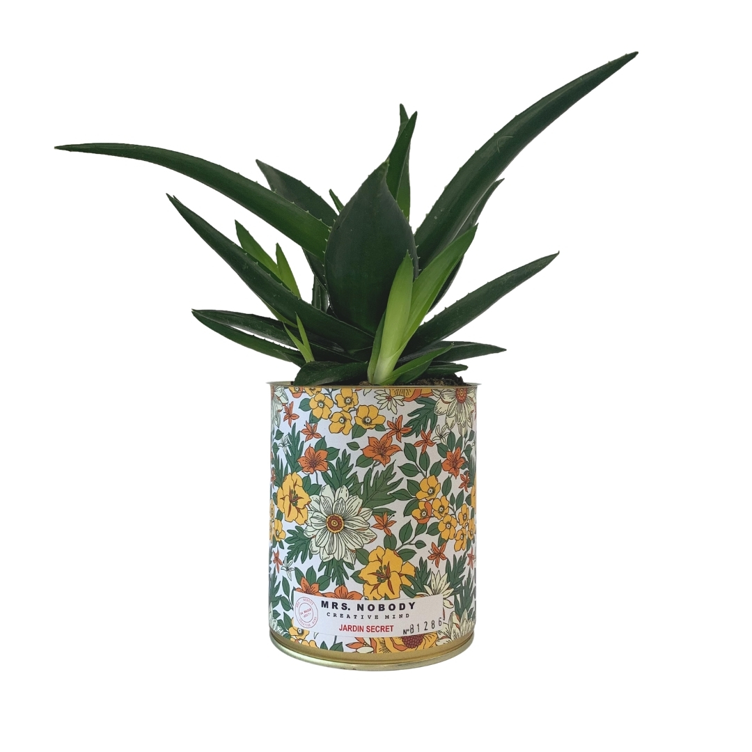Cactus ou Succulente - Jardin Secret - Haworthia Cactus ou Succulente - Jardin Secret - Haworthia