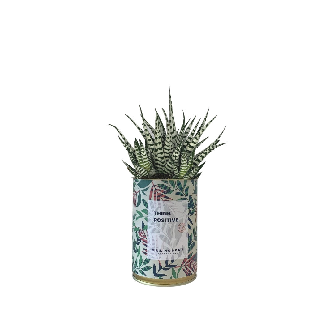 Cactus ou Succulente - Think Positive - Haworthia